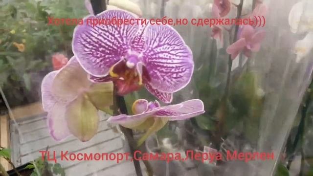Обзор орхидей СамараТЦ Космопорт Леруа Мерлен и Ашан 06.05.19г