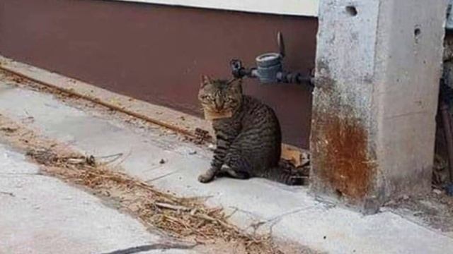 Кот вернулся домой спустя 7 дней с запиской на шее, хозяин заплакал от смеха!