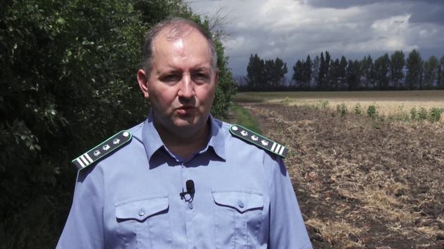 Инспекторы Россельхознадзора обнаружили опасные сорняки на полях Воронежской области