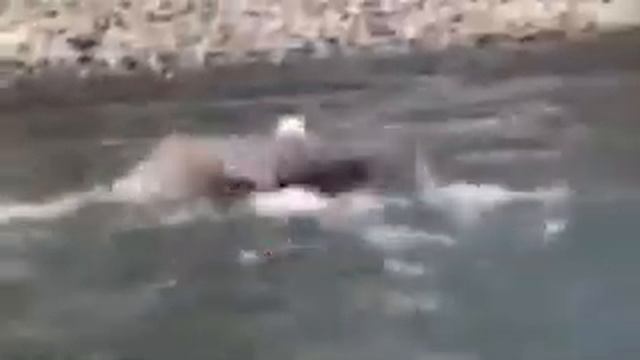 Орел охотится на рыбу!The Eagle Hunts Fish!