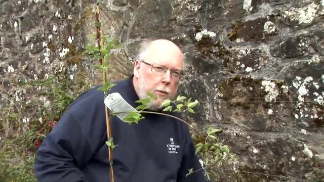 How To Plant Clematis