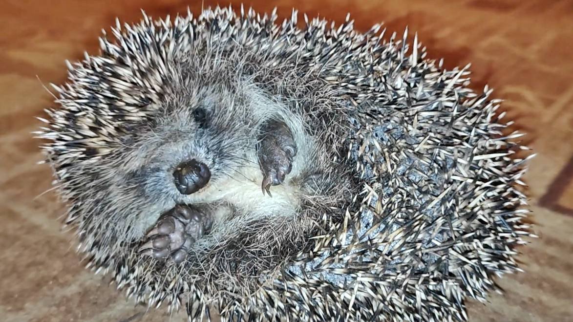 Ми ми мишный Ёжик