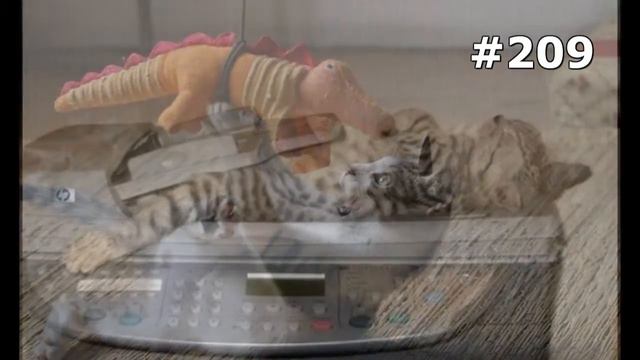 #209. Новые приколы с котами