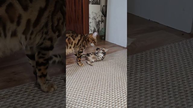 Бенгальская мама кошка играет с котёнком 😻