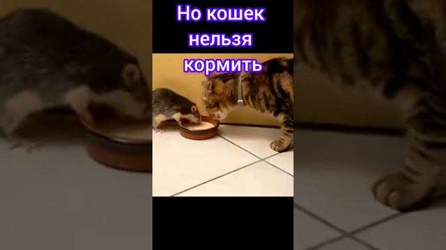 Кошки любят не только это