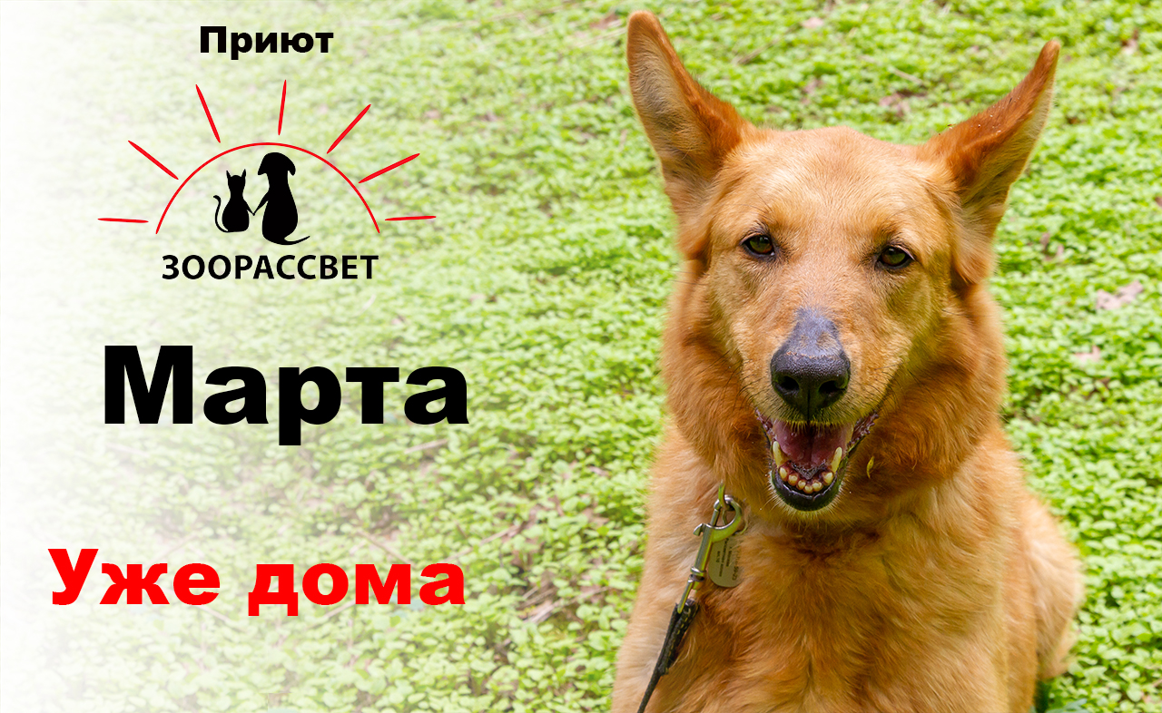 Взять собаку из приюта Марта. Приют ЗООРАССВЕТ