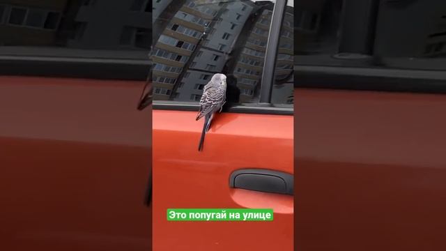 Попугай на улице