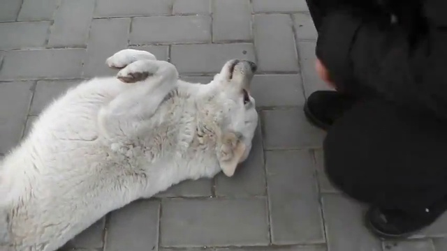 Собака по кличке Белый :)