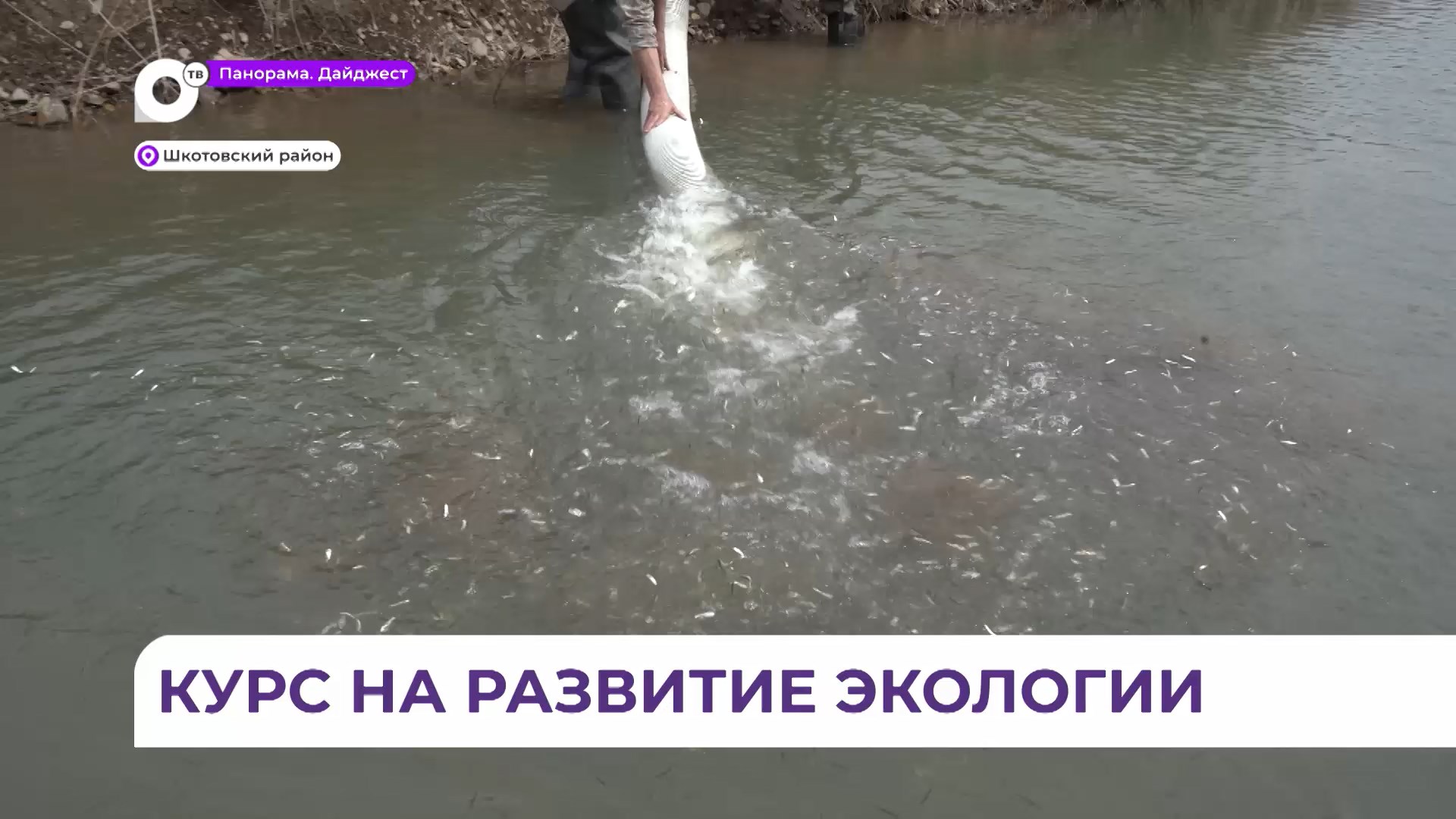 Приморские энергетики выпустили два миллиона мальков кеты в реку Шкотовку
