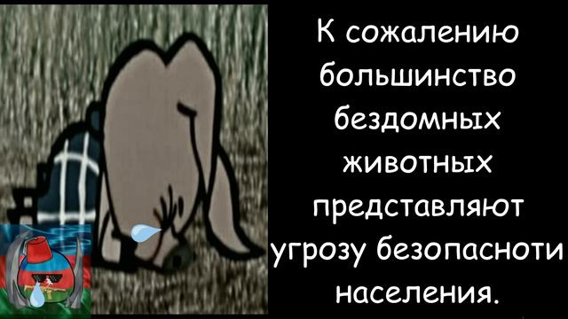 Почему нам жалко бездомных животных?