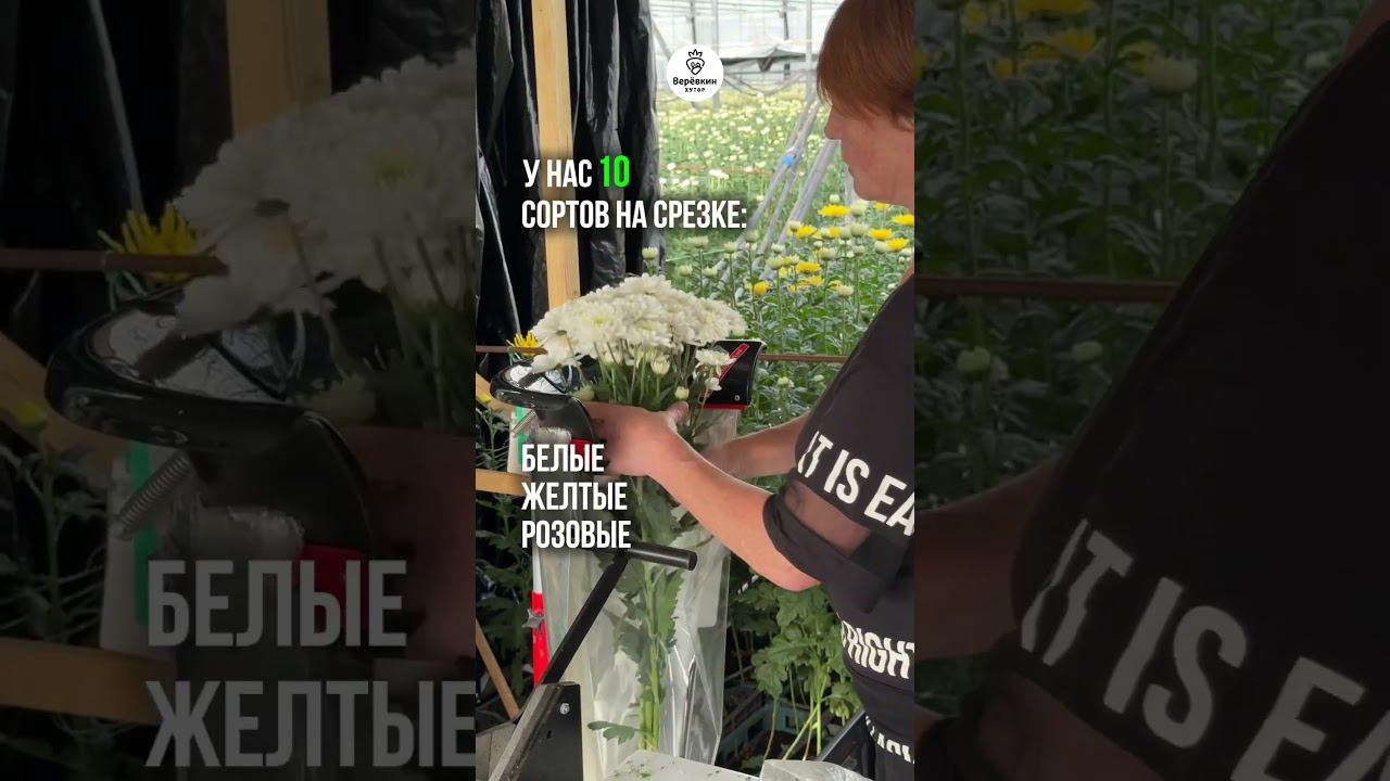 Дарим хризантему #бизнеснацветах #цветы #хризантема #цветочнаятеплица