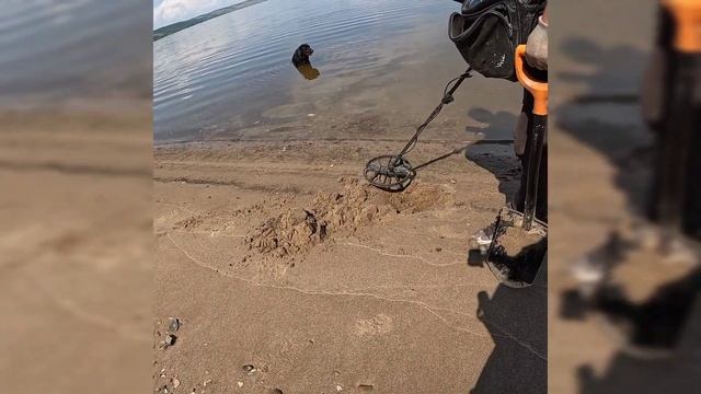 На прогулке с лабрадором, проверяем сигналы металлоискателя на берегу реки, в поисках клада