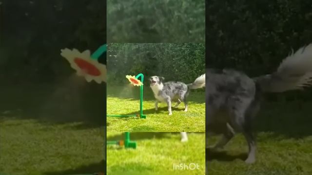 приколы животные