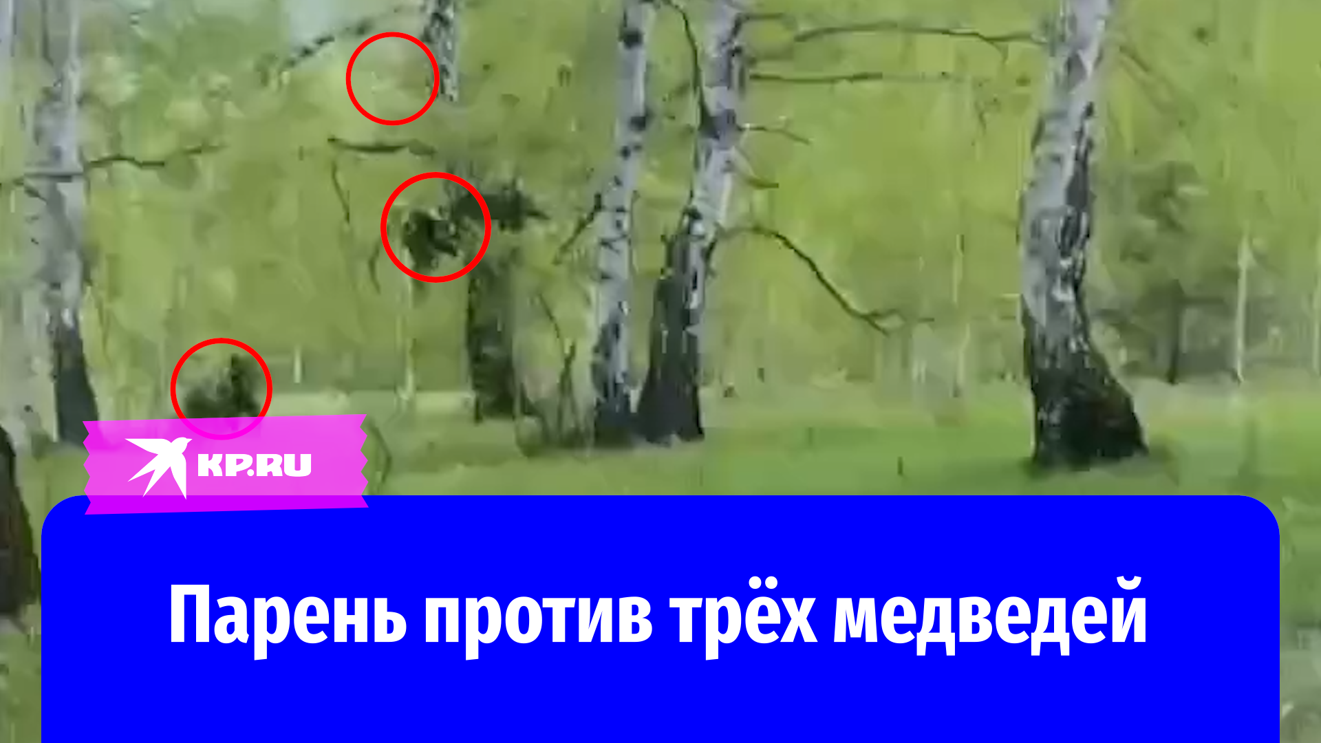 Житель Башкирии криком спугнул трёх медведей