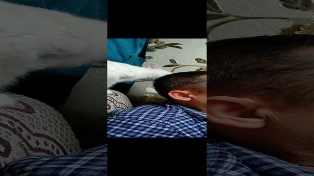 Наши питомцы