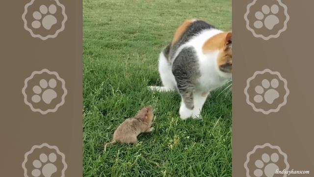 CATS will Make You LAUGH YOUR SOUL OUT! - Funniest Cat Videos