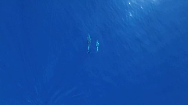 45 minutes of calm relaxing music sleep stress relief Ecco The Dolphin Soundtrack Music Sega CD/PC