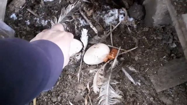 Индюшка несется на второй год