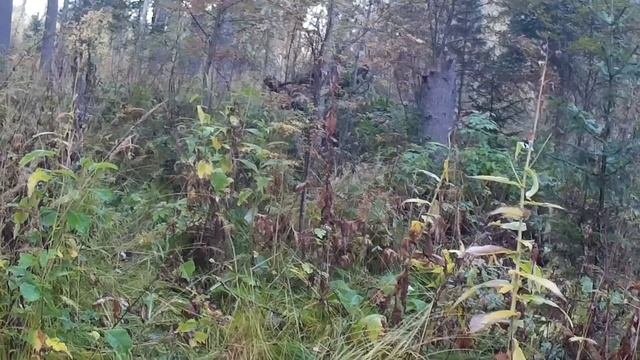 Сентябрь 2021  Строительство навеса, таёжная жизнь