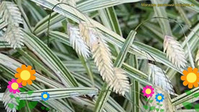 Хасмантиум широколистный Ривер Мист. Краткий обзор описание chasmanthium latifolium River Mist