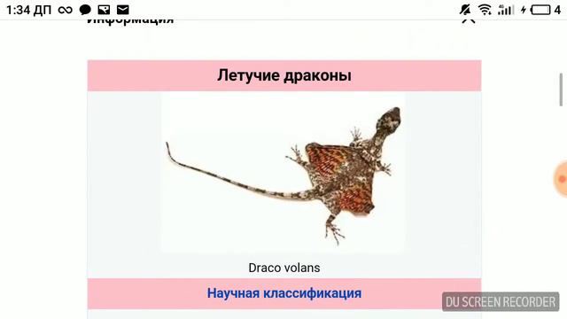 НАСТОЯЩИЕ ДРАКОНЫ СРЕДИ НАС