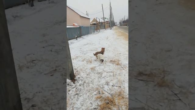 Зима будет на Новый год.   31. 12. 2020 г.