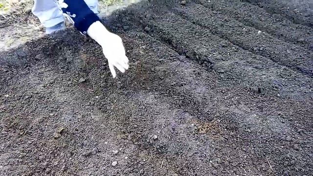 Садим зелень - это просто : петрушка Бисер Мооскраузе укроп Обильнолистный и салат Барбадос