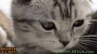 Выставка кошек глазами фотографа, Татьяна Юрченко, Харьков