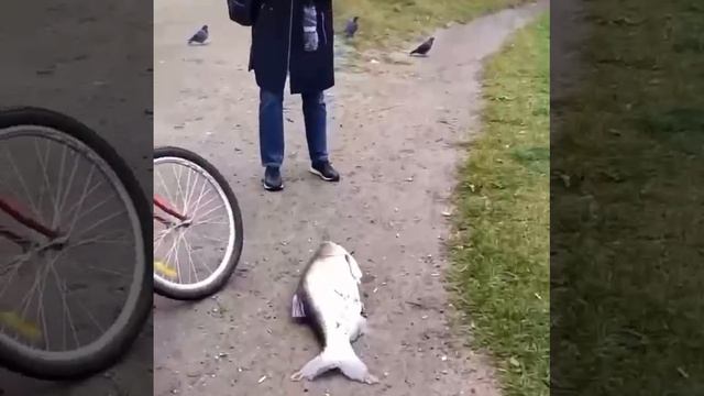 VID_20220917_211950_273.mp4