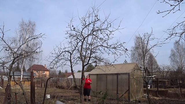 62. Дачный блог 13.04.2021г. В Подмосковье распустилось много крокусов, продолжаю садовничать.