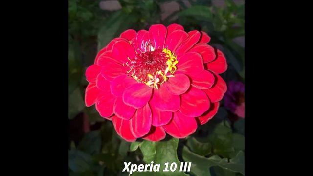 Sony Xperia 1 III vs Sony Xperia 10 III Camera Test | Xperia 1 Mark 3