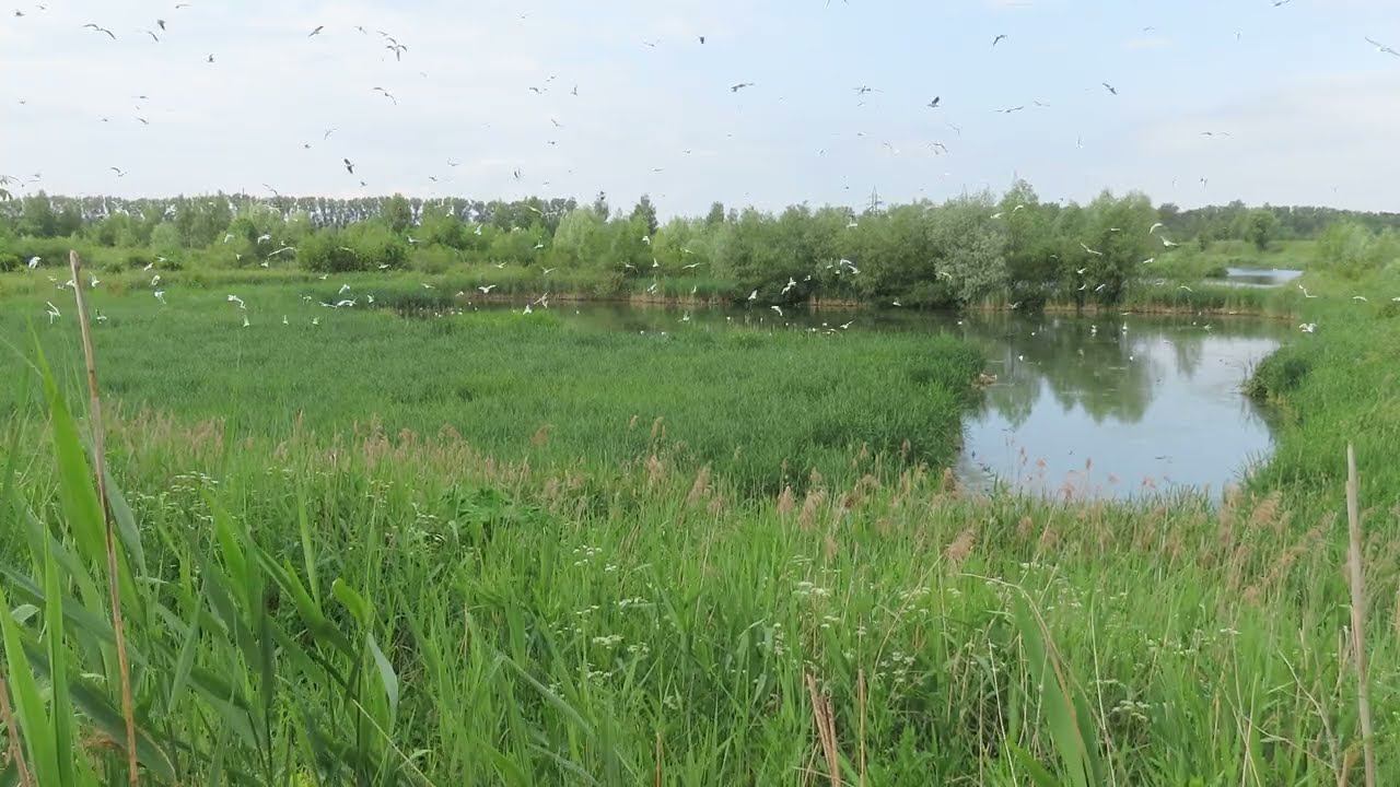 Озерные чайки (Larus ridibundus). Гнездовая колония.