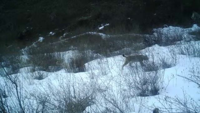 Lynx on a phototrap, Рысь в горах Казахстана.