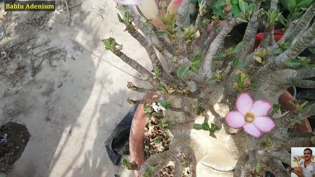 mkmk God ji Rambo arabicum adenium  babluadenium adeniumarabicum