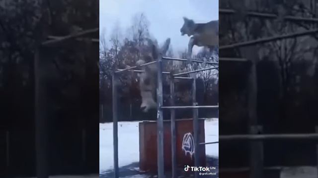 прикол