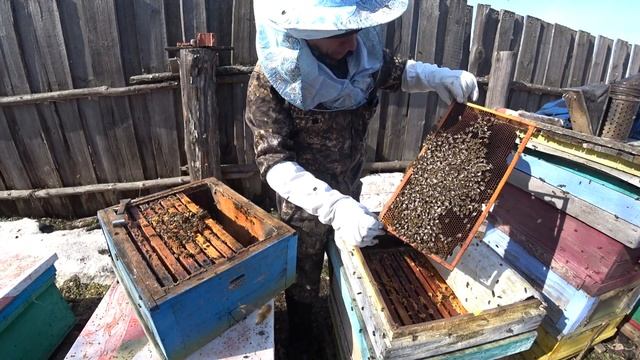 ФОРМИРОВАНИЕ ГНЕЗДА РАННЕЙ ВЕСНОЙ В УЛЬЕ РУТА, ЗИМОВАВШЕЙ В ДВУХ КОРПУСАХ НА ВОЛЕ
