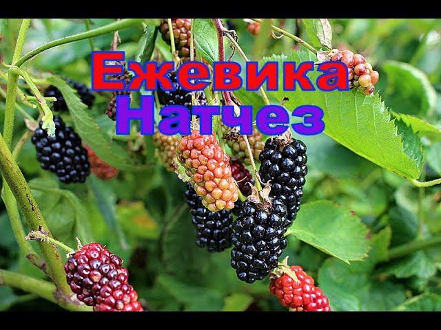 Ежевика Натчез