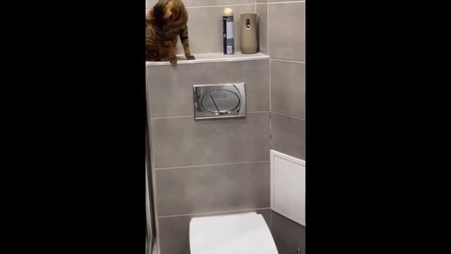 QR - код или QR-Кот? Вот в чём вопрос. Коты и кошки. Видео про котов. Сериал про кошек