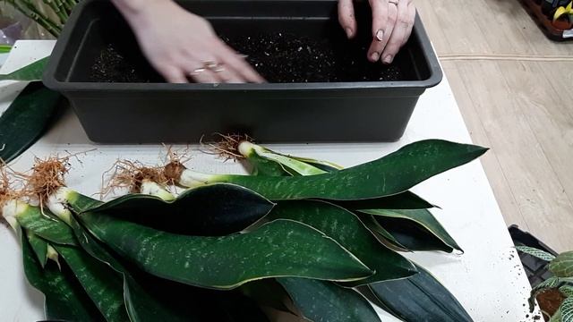 Пересадка Сансевиерии Робуста (или Голландское название Блек Даймонд)