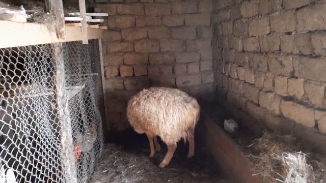 Наши овцы сговорились. Еще один ягненок