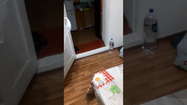 Прикол кошка бегает с пакетом
