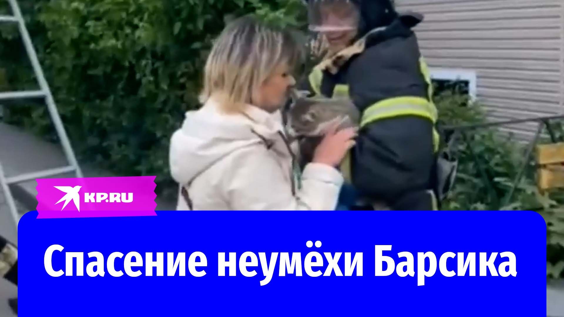 Спасатели сняли кота с высокого дерева в Курске