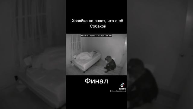 я тоже хочу такую собачку вместе с ней спать где её взять?