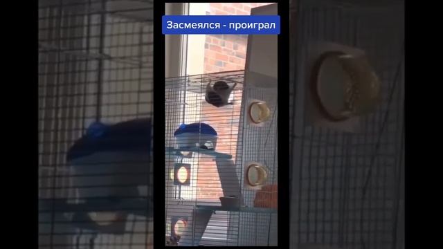 юмор?????