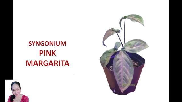 kinds and Varieties of SYNGONIUM PLANTS (Plantita G)