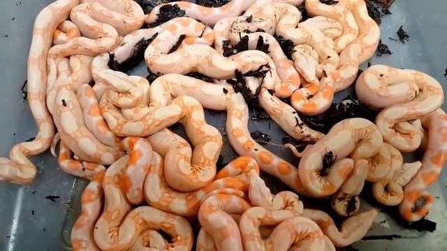 Pile of Worm Babies