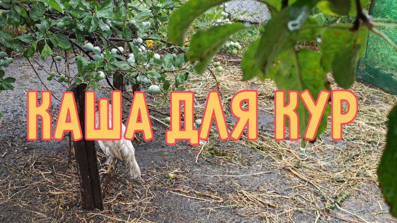 Кормим кур кашей. Рецепт каши для кур несушек.