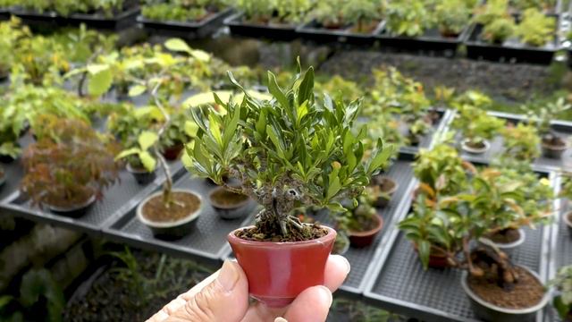 クチナシ盆栽-S1（梔子盆栽）Gardenia jasminoides bonsai