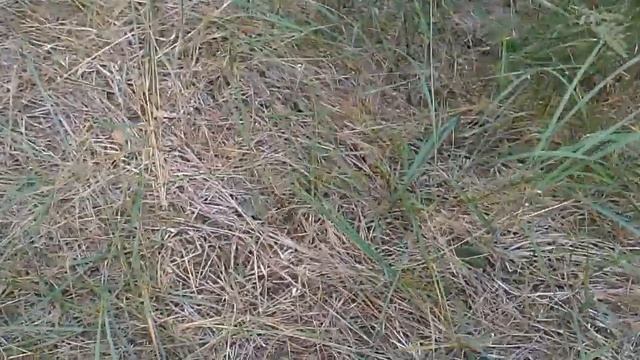 Поисковой щуп из торсиона или стали