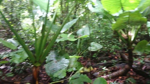 Alocasia Kalimantan